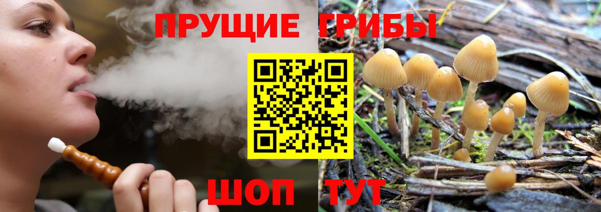 Галлюциногенные грибы Psilocybine cubensis  Вход с VPN  Галлюциногенные грибы Psilocybine cubensis  Королёв 